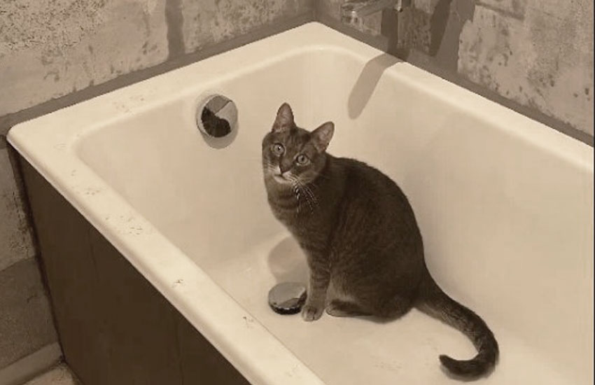 кошка в чугунной ванне кошка в чугунной ванне
